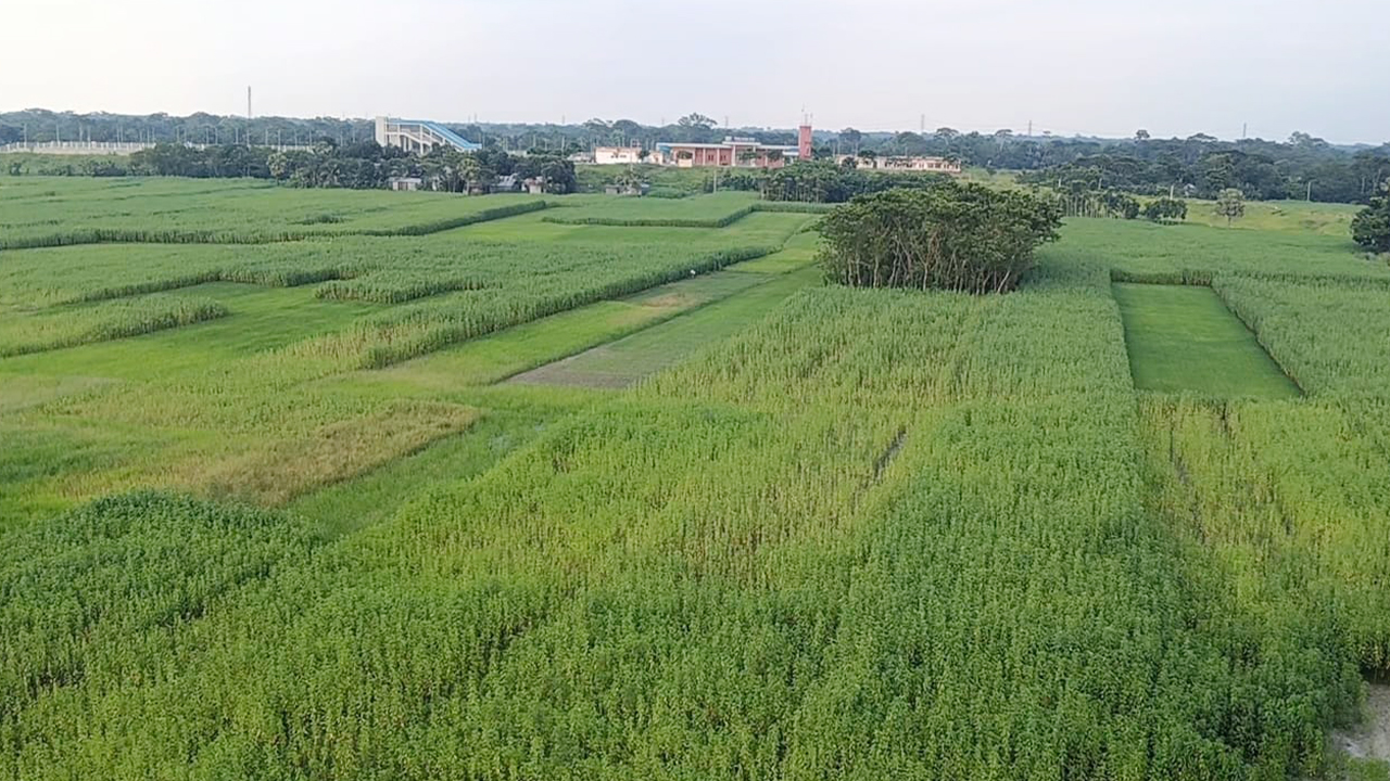 বালাকান্দি গ্রামের ফসলী মাঠ। ছবি: এশিয়া পোস্ট