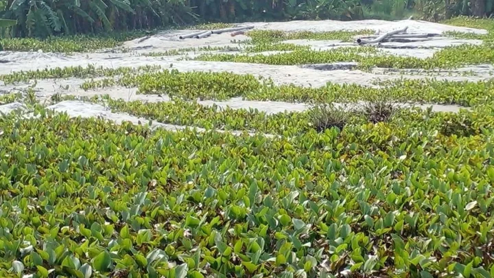 থামছে না আড়িয়ল বিলের জলাশয় ভরাট, কৃষিজমির মাটি যাচ্ছে ইটভাটায়
