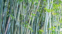 বিশ্ব বাঁশ দিবস আজ, যে কারণে পালিত হয়