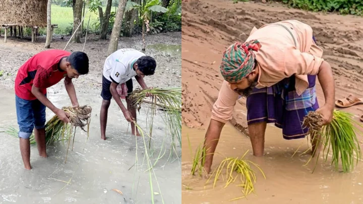 কাদাপানিতে ধানের চারা লাগিয়ে অভিনব প্রতিবাদ