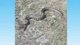 জালে আটকা পড়ল ১২ ফুটের অজগর