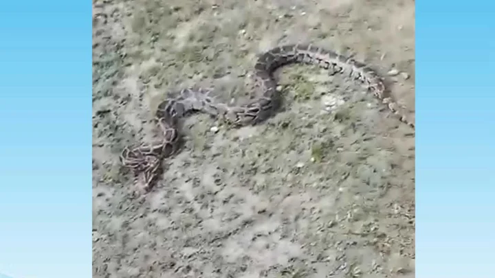 জালে আটকা পড়ল ১২ ফুটের অজগর