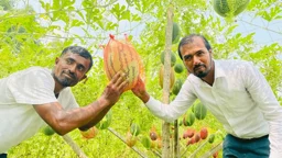 অসময়ে তরমুজ চাষ, মিজানের সাফল্যে বদলাচ্ছে চরফ্যাশনের কৃষিচিত্র