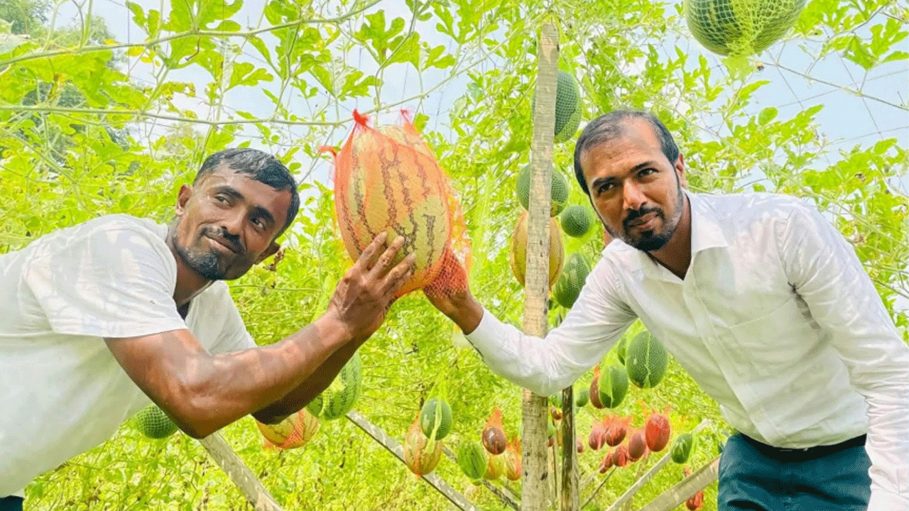 bhola-watermilon