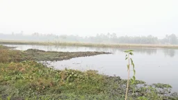 আগুনে জ্বলে, পানিতে ভাসে—হারিয়ে যাওয়ার শঙ্কায় কঞ্চনা বিলের মাটি