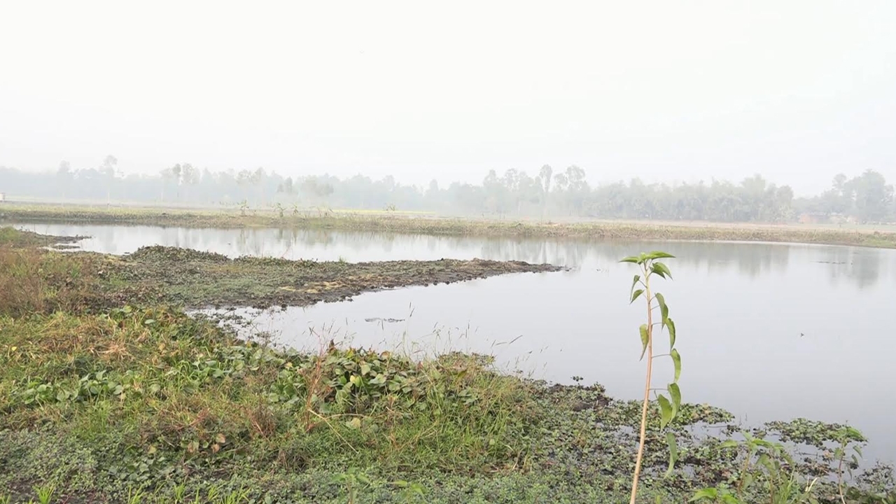 আগুনে জ্বলে, পানিতে ভাসে—হারিয়ে যাওয়ার শঙ্কায় কঞ্চনা বিলের মাটি