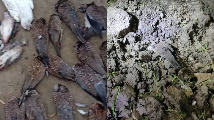 বিষমিশ্রিত ধান খেয়ে শতাধিক পাখির মৃত্যু, জরিমানা ৫০০