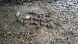 চুয়াডাঙ্গায় বিষ দিয়ে পাখি হত্যা, আদালতে বন বিভাগের অভিযোগ