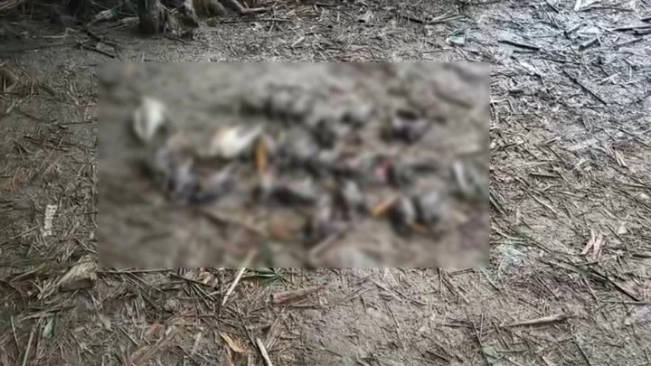 চুয়াডাঙ্গায় বিষ দিয়ে পাখি হত্যা, আদালতে বন বিভাগের অভিযোগ
