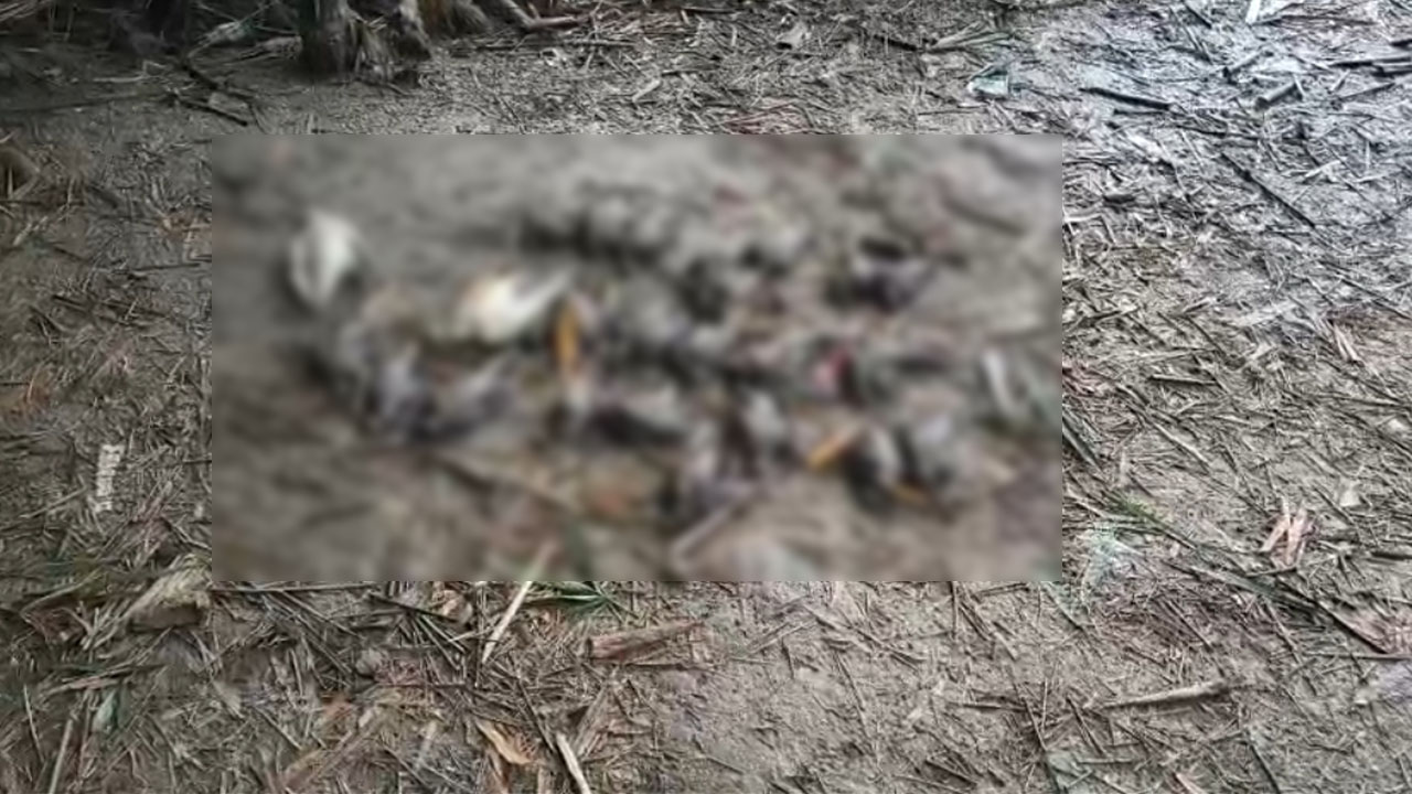 birds killed