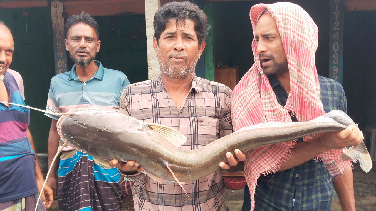 পদ্মা নদীতে ধরা পড়া বড় আকারের বোয়াল মাছ। ছবি: এশিয়া পোস্ট
