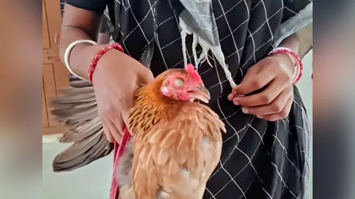 লাঠির আঘাতে আহত মুরগি নিয়ে থানায় গৃহবধূ
