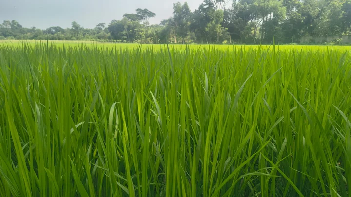 মতলব উত্তরে ১০ হাজার হেক্টরে রোপা আমন, বাম্পার ফলনের আশা