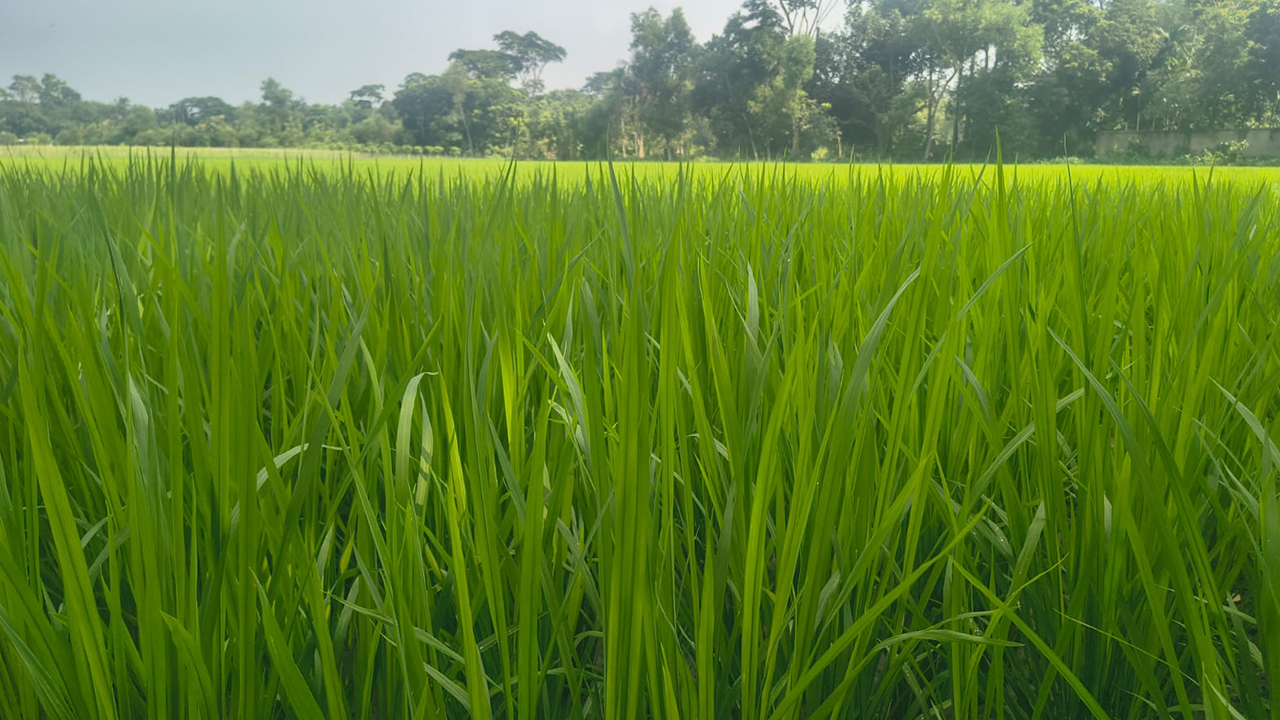 chadpur