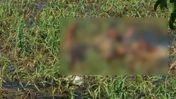 দুর্গন্ধের উৎস খুঁজতে গিয়ে মিলল শতবর্ষী বৃদ্ধার মরদেহ