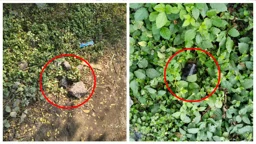 চাঁপাইনবাবগঞ্জে অবিস্ফোরিত ৭টি ককটেল উদ্ধার
