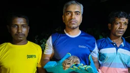 মেছোবিড়ালের বাচ্চা উদ্ধার করে ফিরিয়ে দেওয়া হলো মায়ের কাছে