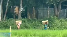 সীমান্ত যেন মাদকের ‘সেফ’ রুট, সমাধান কি শুধু অভিযানে
