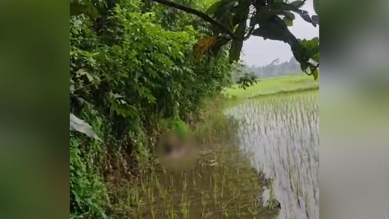 comilla2