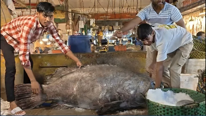 ১৫৫ কেজির কোরালের দাম ২ লাখ ৩২ হাজার টাকা
