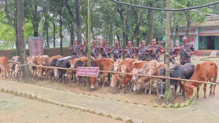 মধ্যনগর সীমান্তে নৌকাসহ ২৮ গরু জব্দ