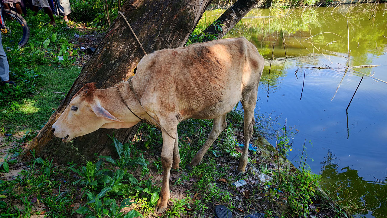 উদ্ধার করা গরু। ছবি : এশিয়া পোস্ট