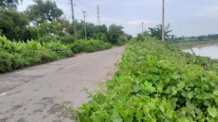 ঝোপঝাড়ে ঢাকা সড়ক, উধাও সোলার লাইট