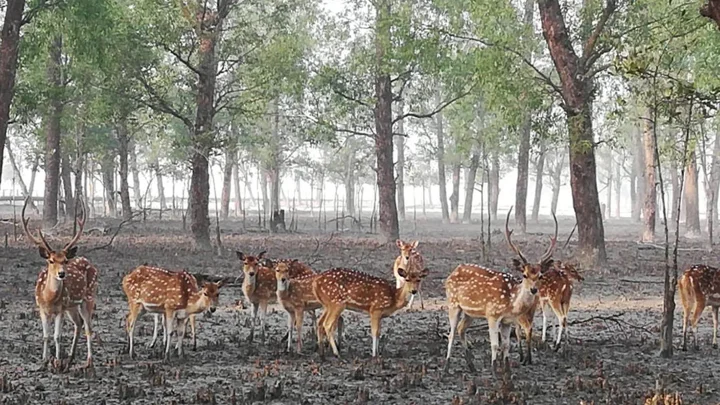 সুন্দরবনে মুগ্ধ পর্যটক, সারা বছর ভ্রমণের সুযোগ চান তারা