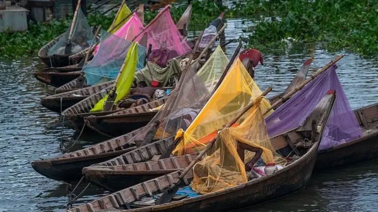 dengu