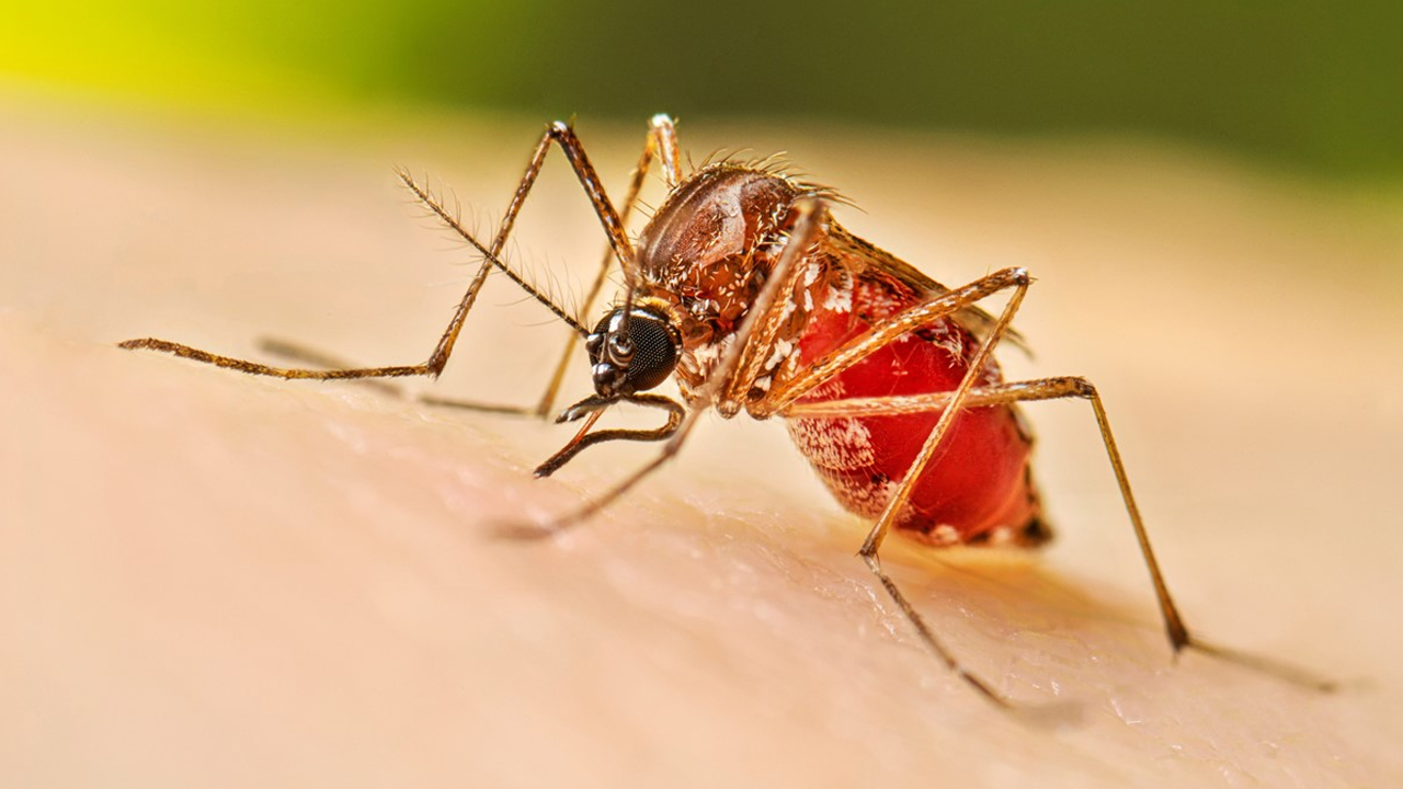 dengue-mosquito