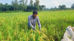 পাখির আক্রমণে নষ্ট হচ্ছে আউশ ধান, ক্ষতির মুখে কৃষকরা
