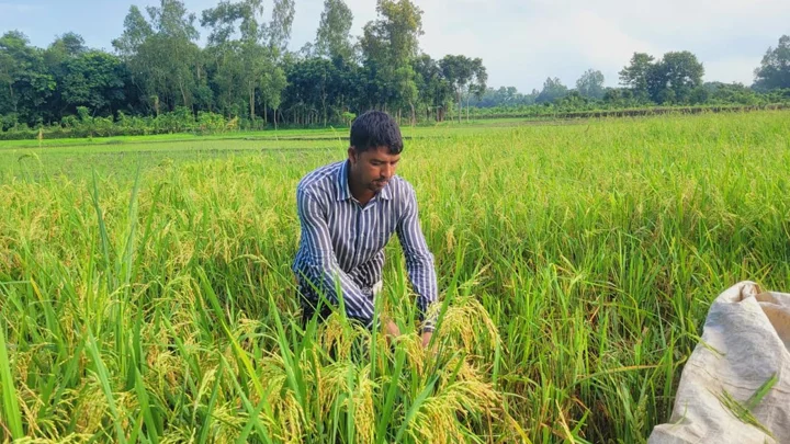 পাখির আক্রমণে নষ্ট হচ্ছে আউশ ধান, ক্ষতির মুখে কৃষকরা