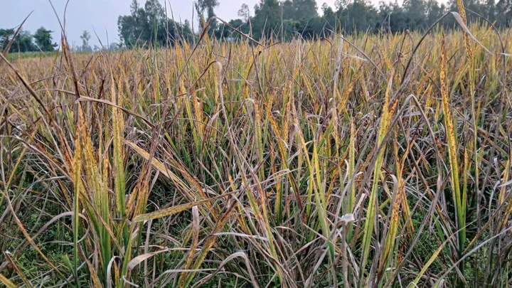 ধানগাছের রস শুষে নিচ্ছে ছাতরা পোকা, ফলন নিয়ে শঙ্কায় কৃষক