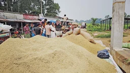 বাম্পার ফলনেও ধানের দাম কম, উৎপাদন খরচ তুলতেই হিমশিম কৃষকের