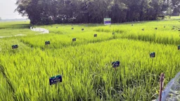 ৫২ ধানের জাত নিয়ে রাইস গার্ডেন, পাল্টে গেছে দিনাজপুরের ‘প্রযুক্তিগ্রাম’