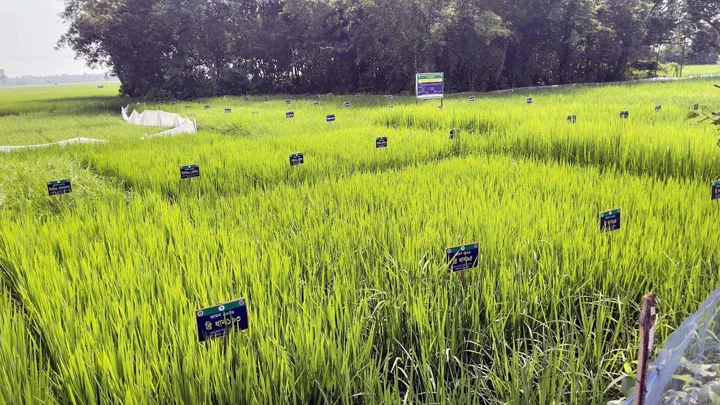 ৫২ ধানের জাত নিয়ে রাইস গার্ডেন, পাল্টে গেছে দিনাজপুরের ‘প্রযুক্তিগ্রাম’