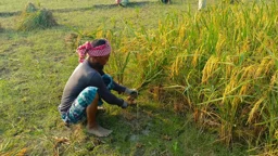 রংপুরে আমনের বাম্পার ফলন, ধান কাটায় ব্যস্ত কৃষক
