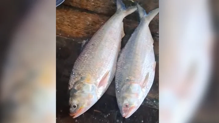 মনপুরায় দুই ইলিশ বিক্রি ১৫ হাজার টাকায়