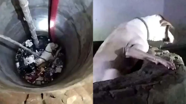কূপে পড়ে যাওয়া কুকুর উদ্ধারে যাতায়াতের খরচ চাইলেন ফায়ার সার্ভিস কর্মকর্তা