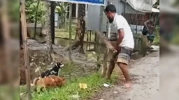 পটুয়াখালীতে দুই পোষা কুকুর পিটিয়ে হত্যায় অভিযুক্তদের গ্রেপ্তারের নির্দেশ