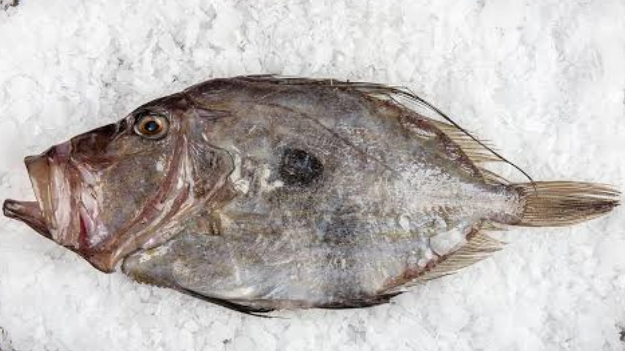 dori fish