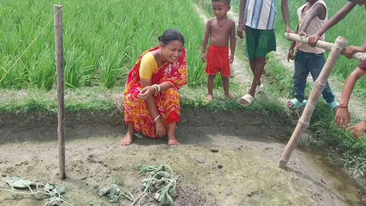 কৃষকের ক্ষেতের সব লাউগাছ কেটে দিল দুর্বৃত্তরা