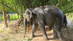 সাফারি পার্কে ফিরছে দুই হাতি ‘সম্রাট’ ও ‘নিহারকলি’