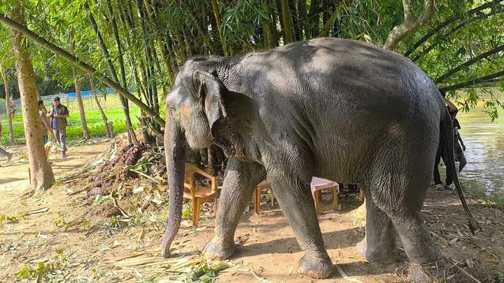 সাফারি পার্কে ফিরছে দুই হাতি ‘সম্রাট’ ও ‘নিহারকলি’