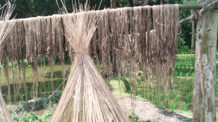 নীলফামারীতে কমছে পাট চাষ, বাড়ছে ভুট্টা