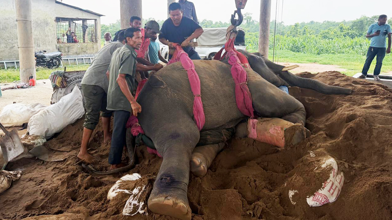 গাজীপুর সাফারি পার্কে দুই হাতির মৃত্যু