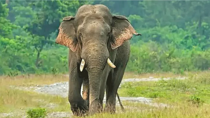 ধানক্ষেত থেকে হাতি তাড়াতে গিয়ে কৃষকের মৃত্যু