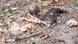 বাথরুমে পাওয়া গেল বস্তাবন্দি কঙ্কালের বিচ্ছিন্ন হাড়, খুলি ও চুল