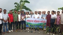 দুই কিলোমিটার সড়কে তালগাছের সারি, সবুজের পথে মধুখালী