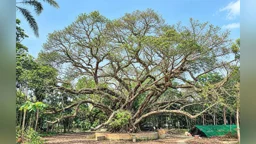 গ্রামের মানুষ চেনেন ‘অচিনবৃক্ষ’ নামে, আসল পরিচয় খুঁজছে বন বিভাগ